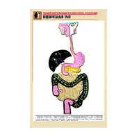 Рельефная таблица "Пищеварительный тракт" (формат А1, матовое ламинир.) - «globural.ru» - Нижний Новгород