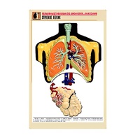 Рельефная таблица "Строение легких" (формат А1, матовое ламинир.) - «globural.ru» - Нижний Новгород