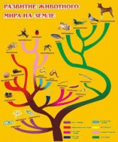 Стенд "Развитие животного мира на земле" - «globural.ru» - Нижний Новгород