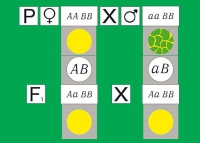 Модель-аппликация Дигибридное скрещивание. Законы Менделя. (набор из 84 карт) - «globural.ru» - Нижний Новгород