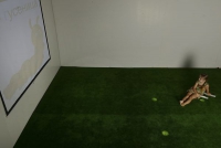 Интерактивная светозвуковая система “Лайт Бим” - «globural.ru» - Нижний Новгород