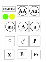 Модель-аппликация Моногибридное скрещивание и его цитологические основы - «globural.ru» - Нижний Новгород
