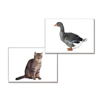 Дидактическое пособие "Домашние животные" (24 карточки, А4, ламинированное) - «globural.ru» - Нижний Новгород