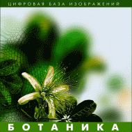 Ботаника. (Цифровая база изображений) - «globural.ru» - Нижний Новгород