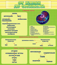 Стенд "От клетки до организма" - «globural.ru» - Нижний Новгород