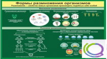 Стенд "Формы размножения организмов" - «globural.ru» - Нижний Новгород