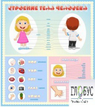 Стенд "Строение человека" для детей - «globural.ru» - Нижний Новгород