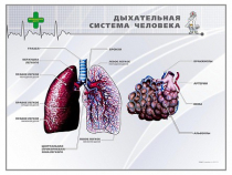 Стенд "Дыхательная система человека" - «globural.ru» - Нижний Новгород
