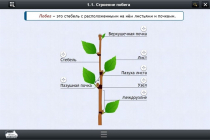 Интерактивные курсы. Биология 6 класс. Расширенный - «globural.ru» - Нижний Новгород