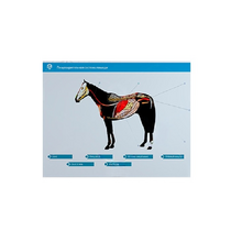 Стенд-планшет светодинамический "Изучение пищеварительной системы сельскохозяйственных животных" со сменными панелями - «globural.ru» - Нижний Новгород