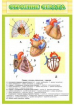 Стенд "Строение сердца" - «globural.ru» - Нижний Новгород