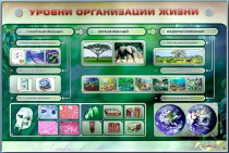 Электрифицированный стенд "Уровни организации жизни" - «globural.ru» - Нижний Новгород