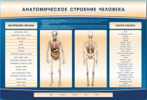 Электрифицированный стенд-тренажер c макетом скелета "Анатомическое строение человека" - «globural.ru» - Нижний Новгород