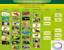 Стенд "Систематика животных" - «globural.ru» - Нижний Новгород