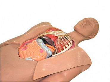 Муляж оперируемого пациента с экскурсией в грудную клетку и маской наркоза - «globural.ru» - Нижний Новгород