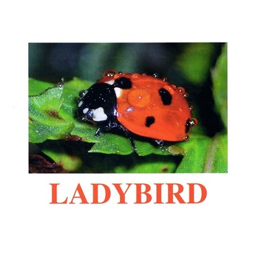 "Insects" ("Насекомые") английские карточки Домана - «globural.ru» - Нижний Новгород