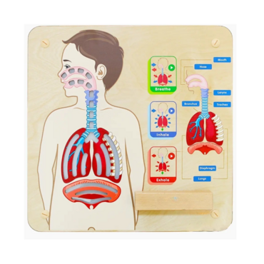 Панель "Дыхательная система" - «globural.ru» - Нижний Новгород