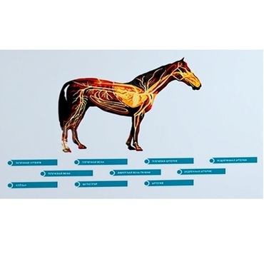 Стенд-планшет светодинамический "Изучение кровеносной системы сельскохозяйственных животных" со сменными панелями - «globural.ru» - Нижний Новгород