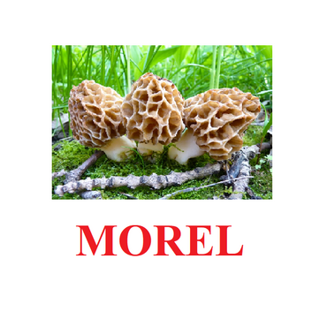 "Mushrooms" ("Грибы") английские карточки Домана - «globural.ru» - Нижний Новгород