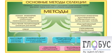 Стенд "Методы селекции и биотехнологии" - «globural.ru» - Нижний Новгород