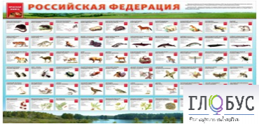 Стенд "Красная книга РФ" - «globural.ru» - Нижний Новгород