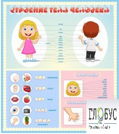 Стенд "Строение человека" для детей - «globural.ru» - Нижний Новгород
