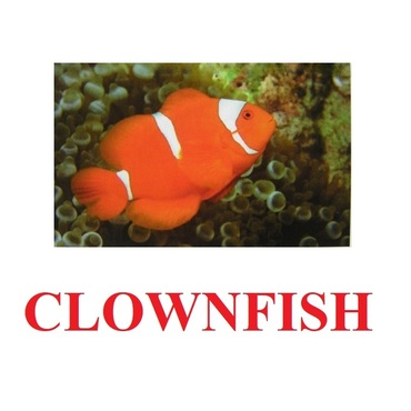 "Fish" ("Рыбы") английские карточки Домана - «globural.ru» - Нижний Новгород