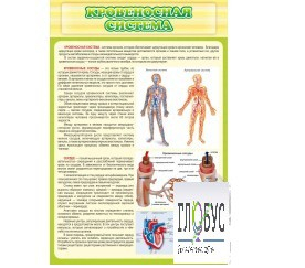 Стенд "Кровеносная система" - «globural.ru» - Нижний Новгород